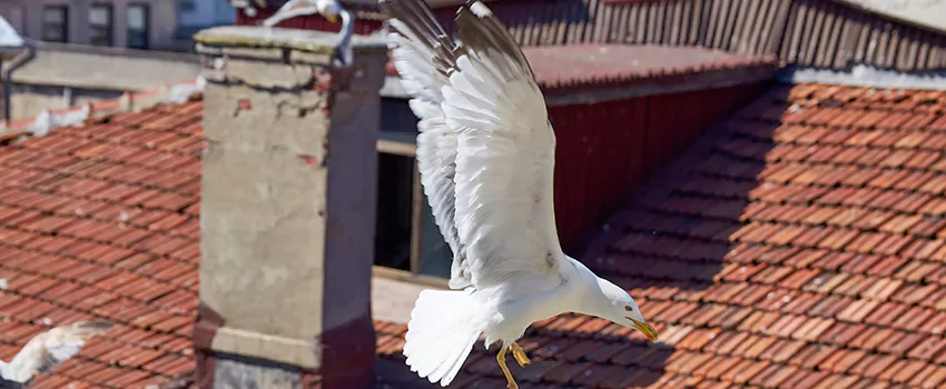 Residential Chimney Animal Removal Solution in Sand Springs, OK